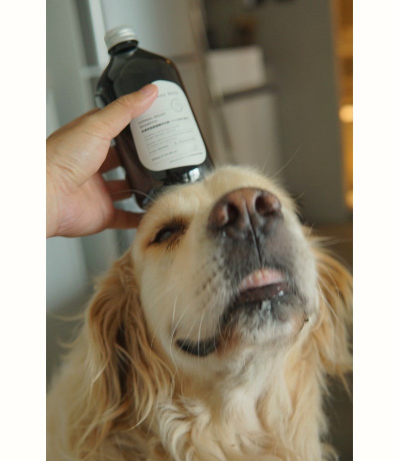 女人知己試用大隊,口碑行銷,部落客行銷,Downy Belly毛肚子,Downy Belly 保濕滋養胺基酸洗毛精,紅球薑淨膚配方,Downy Belly 保濕滋養胺基酸洗毛精-紅球薑淨膚配方,洗品天生防禦力，皮膚天生就很強,除了洗乾淨，其他的真的先不用,胺基酸清潔因子,好的界面活性劑，才能好洗,好沖淨,不易殘留,適量的細緻泡泡,狗貓皆適用,加拿大毒物學家安全把關,100%環保回收料再製瓶器,零廢棄為目標,低敏洗毛精,寵物訓練師好評,Downy Belly毛肚子,Downy Belly 皮膚救急胺基酸洗毛精,IPMP舒緩配方,Downy Belly 皮膚救急胺基酸洗毛精-IPMP舒緩配方,洗品天生防禦力,皮膚天生就很強,除了洗乾淨,其他的真的先不用,胺基酸清潔因子,APG+胺基酸清潔因子,IPMP高安全的成分,好的界面活性劑,才能好洗、好沖淨、不易殘留,適量的細緻泡泡,狗貓皆適用,加拿大毒物學家安全把關,100%環保回收料再製瓶器,零廢棄為目標,低敏洗毛精,寵物訓練師好評